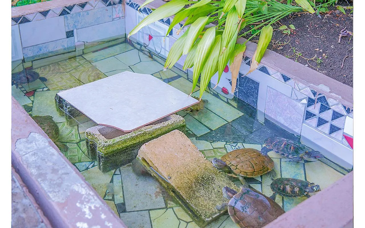 Apartment Sword Fish Beach Suite@ Turtle Towers Ocho Rios Jamaica